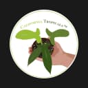 California Tropicals logo