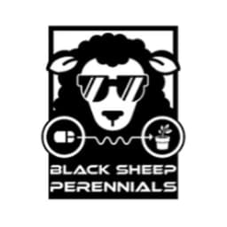 Black Sheep Perennials logo