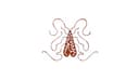 Goldbug Collection logo